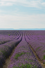 Fototapeta na wymiar Lavender flowers field endless rows, Provence, France