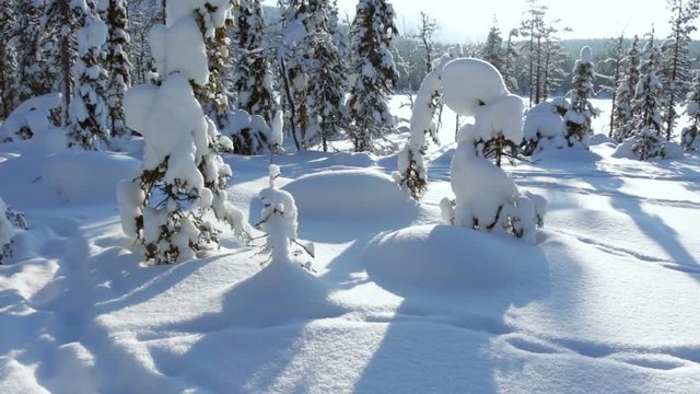 Winter in Lapland. Windless day. Blue sky and bright sun. Spruce forest and lots of snow. Diagonal panning