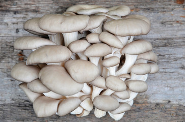 Грибы вешенки (лат. Pleurotus).