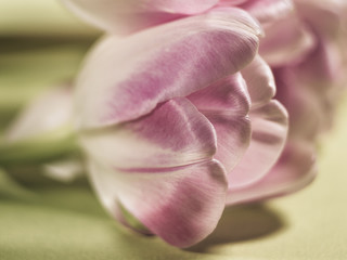 tulip close-up (159)