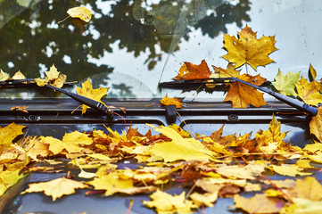 Orange fallen leaves on car hood 