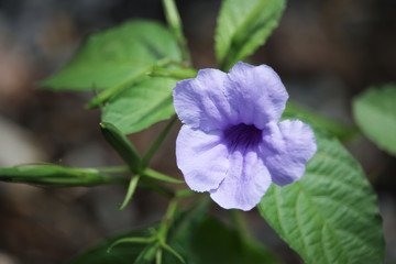 Violet morning glory flower