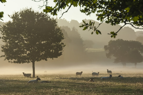 Morning mist, sheep feeding, Eden Valley, Cumbria