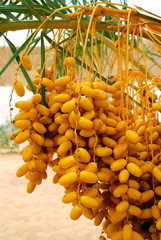 Palm tree with clusters of fruits