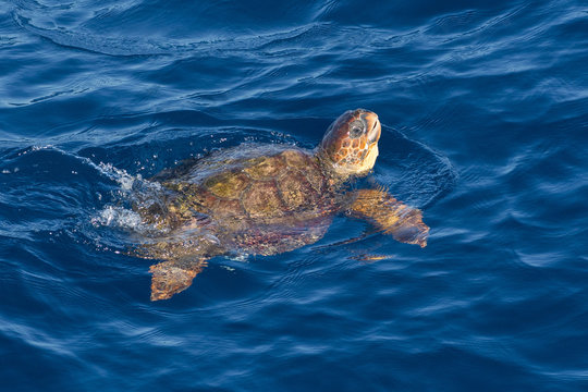 Juvenile loggerhead turtle (Caretta caretta) swimming with head raised above the sea surface, Senegal, West Africa