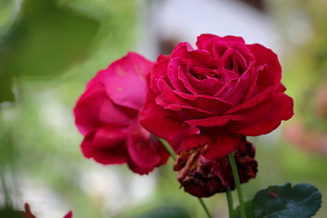 Close-up einer roten Rose