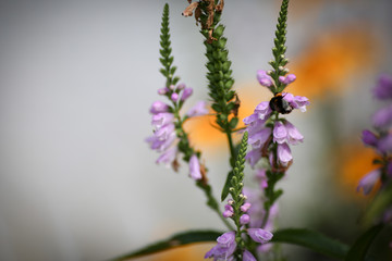 Close-up einer bunten Blume
