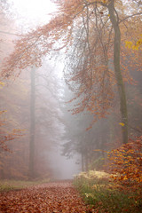 Waldwege im Herbst