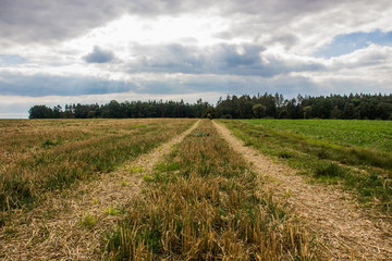 Fototapeta premium Autumn field