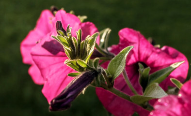 Purple petunias at dawn