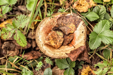 Mushroom in forest
