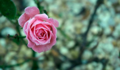 Frosty Rose