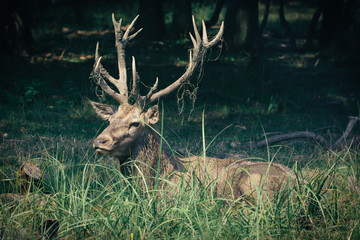 Red deer