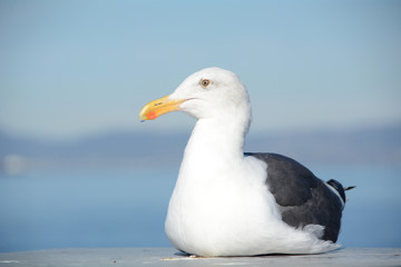 Seagull on the beach