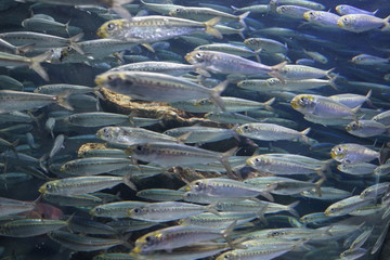 魚群　イワシの群れ　水槽　水族館　