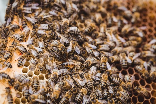 Honey bee frame covered with bees