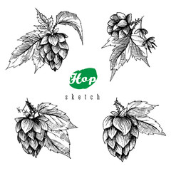 Beer hops set of 4 hand drawn hops branches with leaves, cones and hops flowers, black and white, sketch and engraving design hops plants. All element isolated.