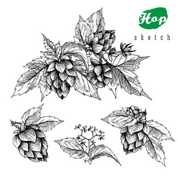 Beer hops set of 4 hand drawn hops branches with leaves, cones and hops flowers, black and white, sketch and engraving design hops plants. All element isolated.