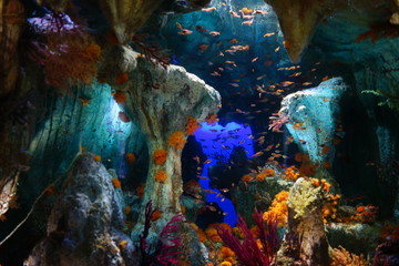 水族館　水槽　熱帯の魚たち　巨大水槽　ライトアップ　海