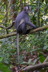Nice Thomas Langur sits on a branch high above the ground and its tail hanging below it (Sumatra, Indonesia)