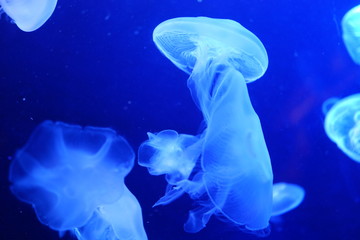 クラゲ　幻想的な　美しくライトアップされた