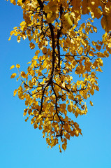 autumn tree on blue sky 2