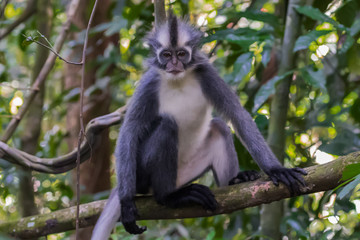 Nice Thomas Langur sits on a branch high above the ground and shows its white tum (Sumatra, Indonesia)