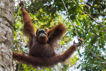 Adult orangutan keeps for a branch and paws scratching the back (Sumatra, Indonesia)