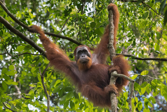 Оrangutan keeps for a branch paw and looks down (Sumatra, Indonesia)