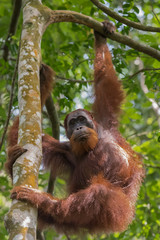Auburn orangutan hanging from a tree and looking sideways (Sumatra, Indonesia)