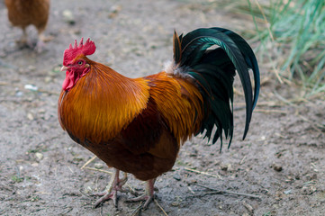 Coq Gallus Gallus 008