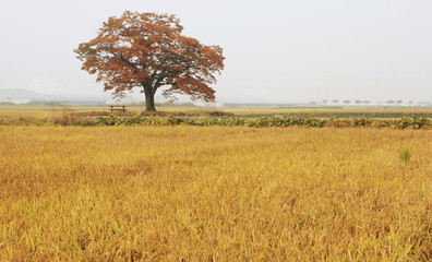 Obraz premium 가을 들녁의 느티나무