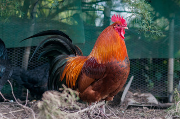 Coq Gallus Gallus 010