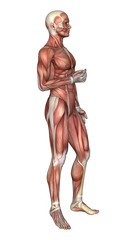 3D Rendering Male Anatomy Figure on White