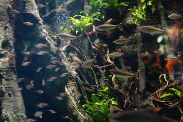 水族館　水槽　幻想的な　照明　ライトアップ　熱帯魚 © Yuko