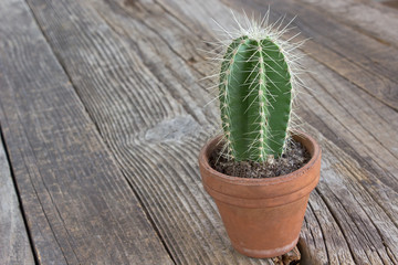 Cacti cactus plant in pot on wooden background