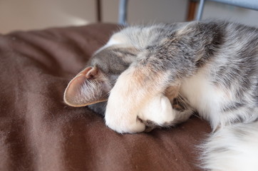 Fototapeta premium no no kitty