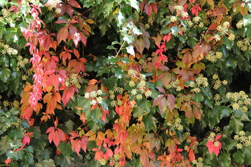 Beautiful autumn leaves of wild grapes