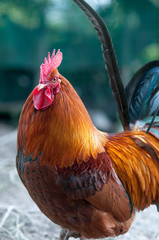 Coq Gallus Gallus 014