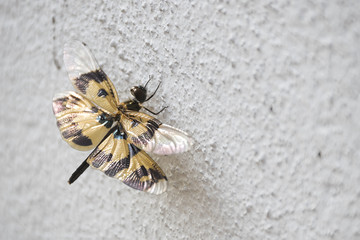 Sparkling  YOUNG Golden & Pinkish-blue Dragon FLY