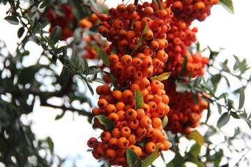 Bright rowan berries close-up
