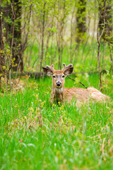 White-Tailed Deer