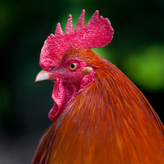 Coq Gallus Gallus 016