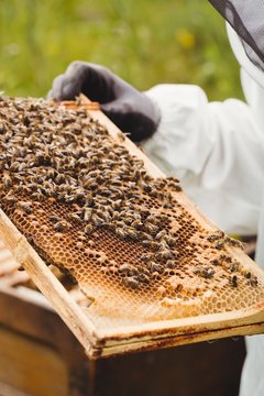 Beekeeper holding and examining beehive 