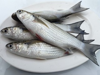 Fresh mullet fish prepared on white plate for cooking,healthy eating fish concept 