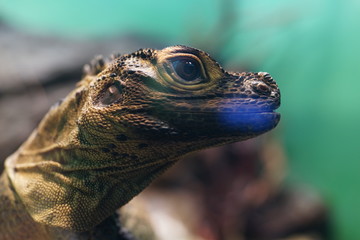 フィリピンホカトカゲ トカゲ 鱗