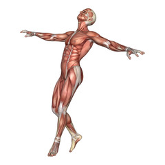 3D Rendering Male Anatomy Figure on White