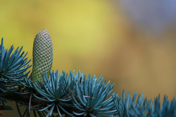 'pigna autunnale'
