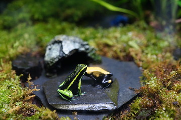 ヤドクガエル　カラフル　カエル　毒