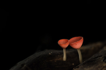 Champagne Mushroom ,Fungi Cup as background